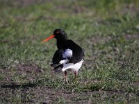 Haematopus ostralegus 77, Scholekster, Saxifraga-Luuk Vermeer