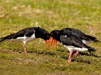 Haematopus ostralegus 8, Scholekster, display, Saxifraga-Piet Munsterman