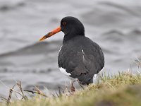 Haematopus ostralegus 87, Scholekster, Saxifraga-Luuk Vermeer