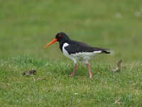 Haematopus ostralegus 9, Scholekster, Saxifraga-Jaap Schelvis