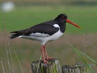 Haematopus ostralegus 91, Scholekster, Saxifraga-Luuk Vermeer