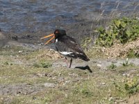 Haematopus ostralegus 92, Scholekster, Saxifraga-Willem van Kruijsbergen