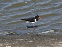 Haematopus ostralegus 93, Scholekster, Saxifraga-Willem van Kruijsbergen