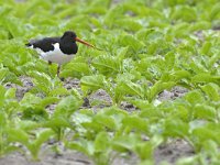 Haematopus ostralegus 99, Scholekster, Saxifraga-Tom Heijnen