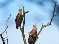 Haliaeetus albicilla 68, Zeearend, Saxifraga-Hans Dekker