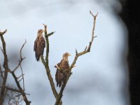 Haliaeetus albicilla 70, Zeearend, Saxifraga-Hans Dekker