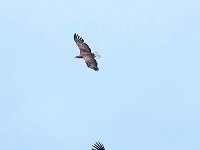 Haliaeetus albicilla 75, Zeearend, Saxifraga-Hans Dekker