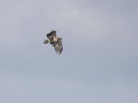 Haliaeetus albicilla 92, Zeearend, Saxifraga-Tom Heijnen