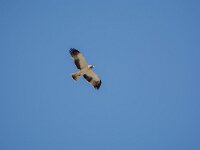 Hieraaetus pennatus 8, Dwergarend, adult,Saxifraga-Theo Verstrael