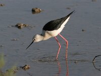 Himaletopus himaletopus 10, Steltkluut, Saxifraga-Luc Hoogenstein