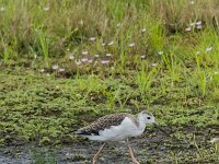 Himaletopus himaletopus 113, Steltkluut, adult, male, Saxifraga-Theo Verstrael