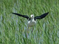 Himaletopus himaletopus 17, Steltkluut, Saxifraga-Marijke Verhagen