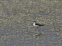 Himaletopus himaletopus 20, Steltkluut, Saxifraga-Luc Hoogenstein
