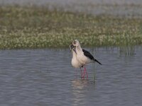Himaletopus himaletopus 28, Steltkluut, display, Saxifraga-Luc Hoogenstein