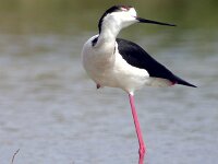 Himaletopus himaletopus 37, Steltkluut, Saxifraga-Iztok Skornik