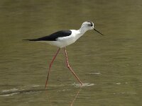 Himaletopus himaletopus 43, Steltkluut, Saxifraga-Willem van Kruijsbergen