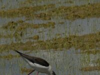 Himaletopus himaletopus 63, Steltkluut, Saxifraga-Jan van der Straaten