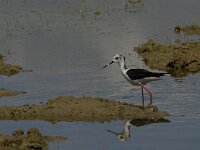 Himaletopus himaletopus 66, Steltkluut, Saxifraga-Jan van der Straaten