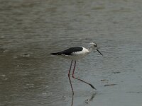 Himaletopus himaletopus 68, Steltkluut, Saxifraga-Willem van Kruijsbergen