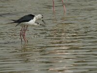 Himaletopus himaletopus 70, Steltkluut, Saxifraga-Willem van Kruijsbergen