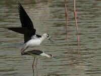 Himaletopus himaletopus 72, Steltkluut, Saxifraga-Willem van Kruijsbergen