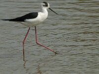 Himaletopus himaletopus 79, Steltkluut, Saxifraga-Willem van Kruijsbergen