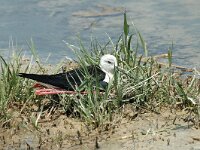 Himaletopus himaletopus 8, Steltkluut, Saxifraga-Jan van der Straaten
