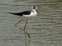 Himaletopus himaletopus 80, Steltkluut, Saxifraga-Willem van Kruijsbergen