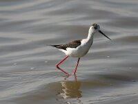 Himaletopus himaletopus 86, Steltkluut, Saxifraga-Bart Vastenhouw