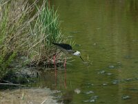 Himaletopus himaletopus 91, Steltkluut, Saxifraga-Dirk Hilbers