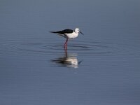 Himaletopus himaletopus 95, Steltkluut, Saxifraga-Peter Meininger