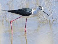 Himantopus himantopus 102, Steltkluut, Saxifraga-Tom Heijnen