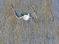 Himantopus himantopus 99, Steltkluut, Saxifraga-Tom Heijnen