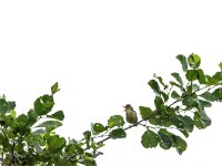 Hippolais icterina 12, Spotvogel, adult, male, Saxifraga-Theo Verstrael