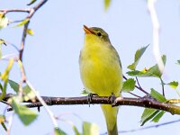Hippolais icterina 2, Spotvogel, Saxifraga-Bart Vastenhouw