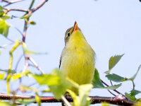 Hippolais icterina 5, Spotvogel, Saxifraga-Bart Vastenhouw
