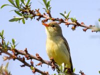 Hippolais icterina 7, Spotvogel, Saxifraga-Bart Vastenhouw