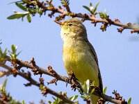 Hippolais icterina 8, Spotvogel, Saxifraga-Bart Vastenhouw