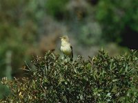 Hippolais polyglotta 1, Orpheusspotvogel, Saxifraga-Jan van der Straaten