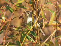 Hippolais polyglotta 4, Orpheusspotvogel, Saxifraga-Bart Vastenhouw.