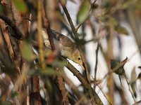 Hippolais polyglotta 8, Orpheusspotvogel, Saxifraga-Bart Vastenhouw