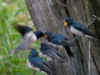 Hirundo rustica 101, Boerenzwaluw, Saxifraga-Luuk Vermeer