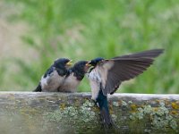 Hirundo rustica 106, Boerenzwaluw, Saxifraga-Luuk Vermeer