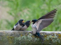 Hirundo rustica 107, Boerenzwaluw, Saxifraga-Luuk Vermeer