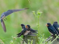 Hirundo rustica 109, Boerenzwaluw, Saxifraga-Luuk Vermeer