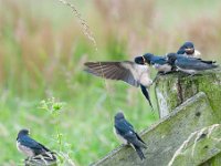 Hirundo rustica 113, Boerenzwaluw, Saxifraga-Luuk Vermeer