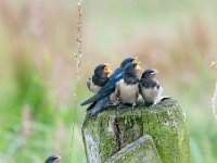 Hirundo rustica 115, Boerenzwaluw, Saxifraga-Luuk Vermeer