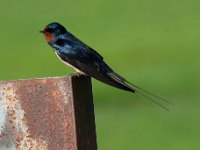 Hirundo rustica 118, Boerenzwaluw, Saxifraga-Luuk Vermeer