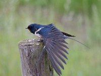 Hirundo rustica 120, Boerenzwaluw, Saxifraga-Luuk Vermeer