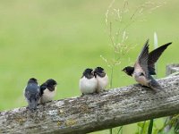 Hirundo rustica 134, Boerenzwaluw, Saxifraga-Luuk Vermeer